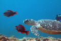   Hawksbill turtle swimming two Initial Phase Redband Parrotfish Big Coral Knoll off beach Fort Lauderdale. Lauderdale  